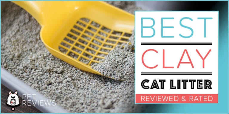 7 Best Clay Cat Litters With Our 2022 Budget-Friendly Pick