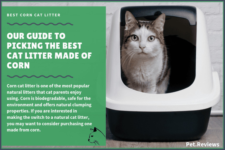 7 Best Corn Cat Litters With Our 2022 Budget-Friendly Pick