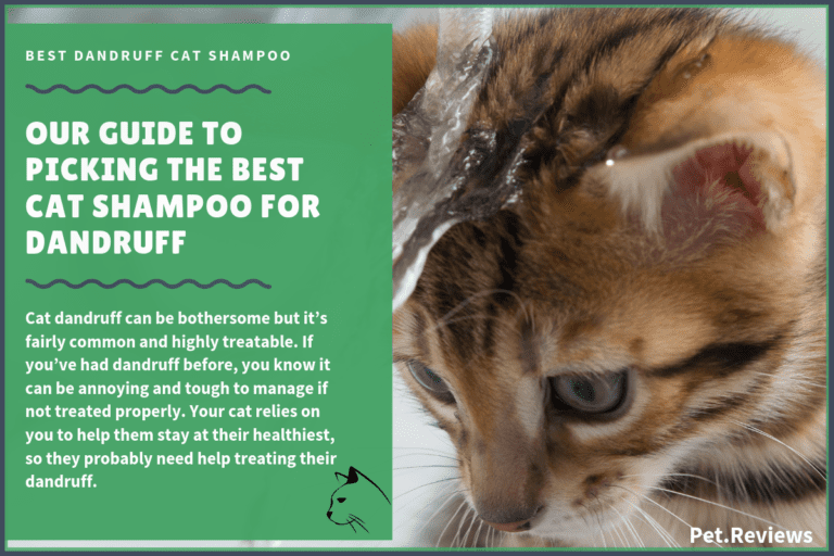 7 Best Cat Dandruff Shampoos With Our 2022 Budget-Friendly Pick