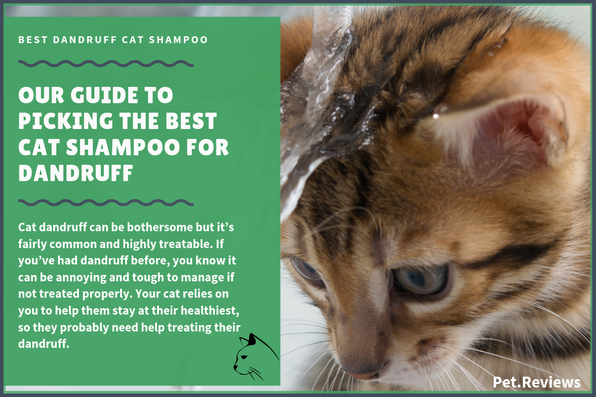 best cat shampoo for dandruff