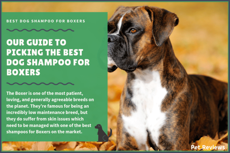 6 Best Dog Shampoos & Conditioners For Boxers in 2022