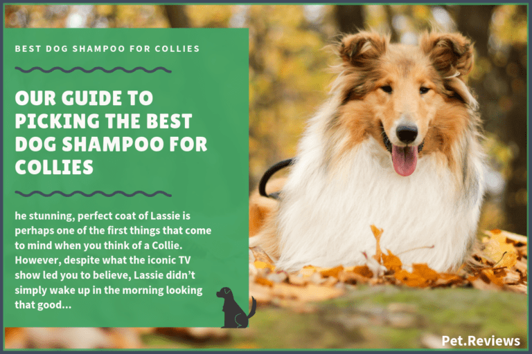 6 Best Dog Shampoos And Conditioners For Collies in 2022