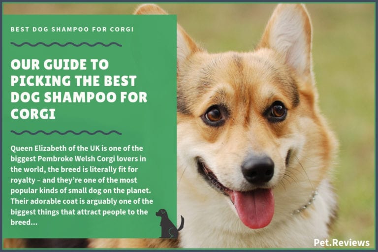 6 Best Dog Shampoos & Conditioners For Corgis in 2022