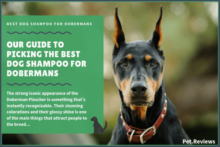 6 Best Dog Shampoos & Conditioners For Doberman Pinschers in 2022