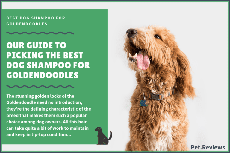 6 Best Dog Shampoos & Conditioners For Goldendoodles in 2022