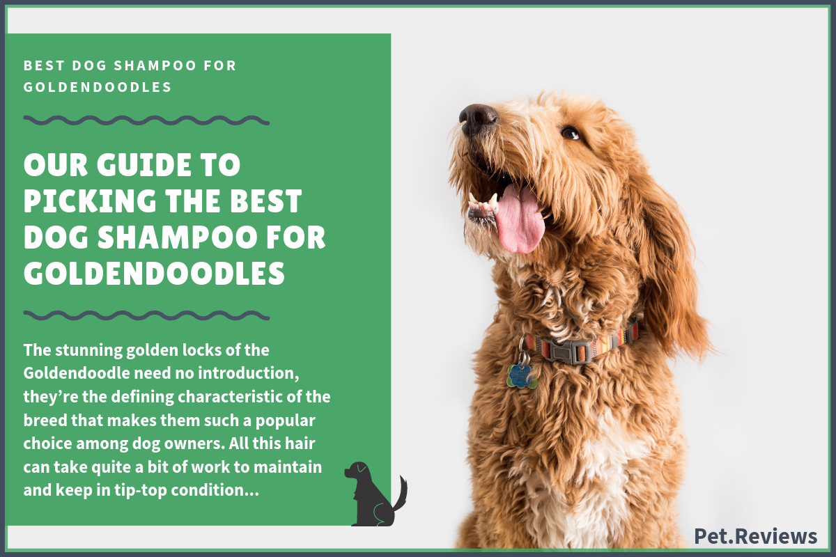 best shampoo for goldendoodle dogs