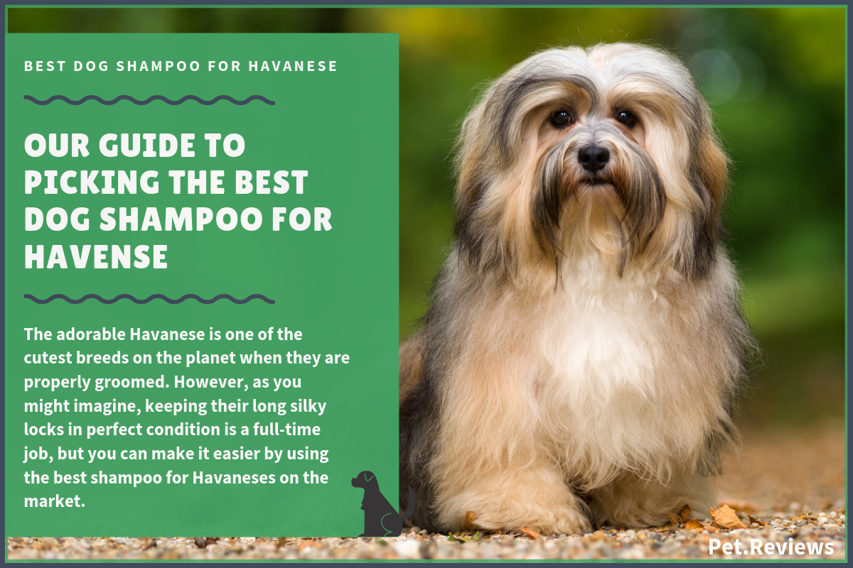 færdig Æble Mærkelig 6 Best Dog Shampoos & Conditioners For Havanese in 2023