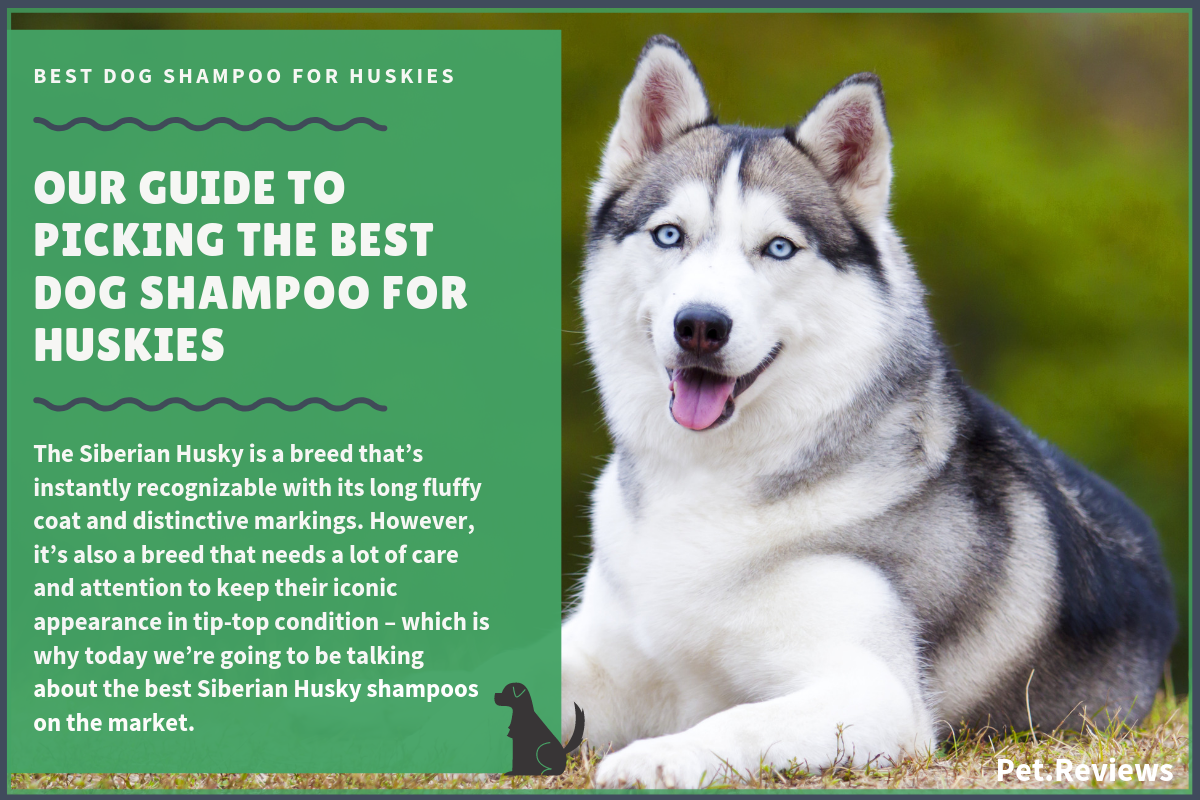Conditioners For Siberian Huskies 