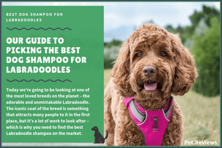 6 Best Dog Shampoos & Conditioners For Labradoodles in 2022