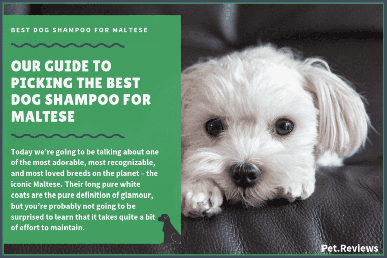 6 Best Dog Shampoos & Conditioners For Maltese with our Whitening Pick