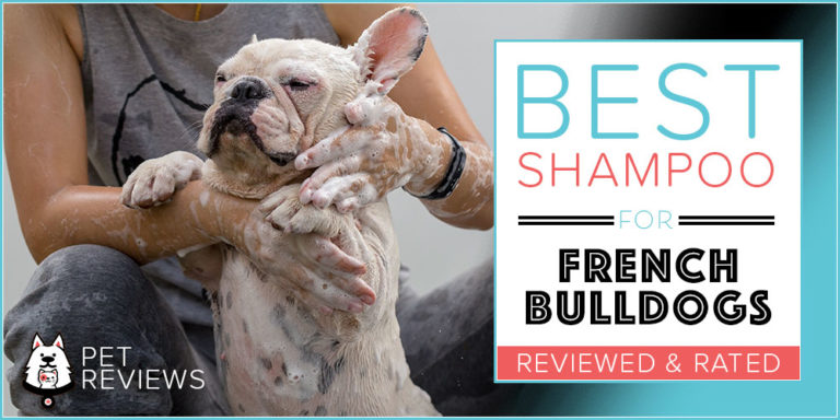 6 Best Dog Shampoos And Conditioners For French Bulldogs in 2022