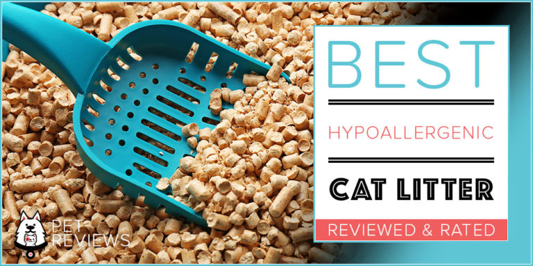 6 Best Hypoallergenic Cat Litters With Our 2022 Budget-Friendly Pick