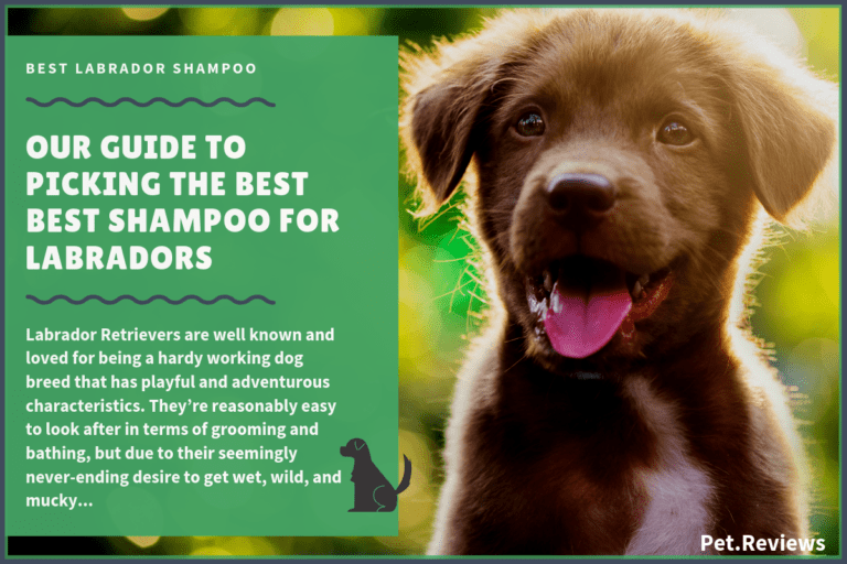 6 Best Dog Shampoos And Conditioners For Labrador Retrievers in 2022