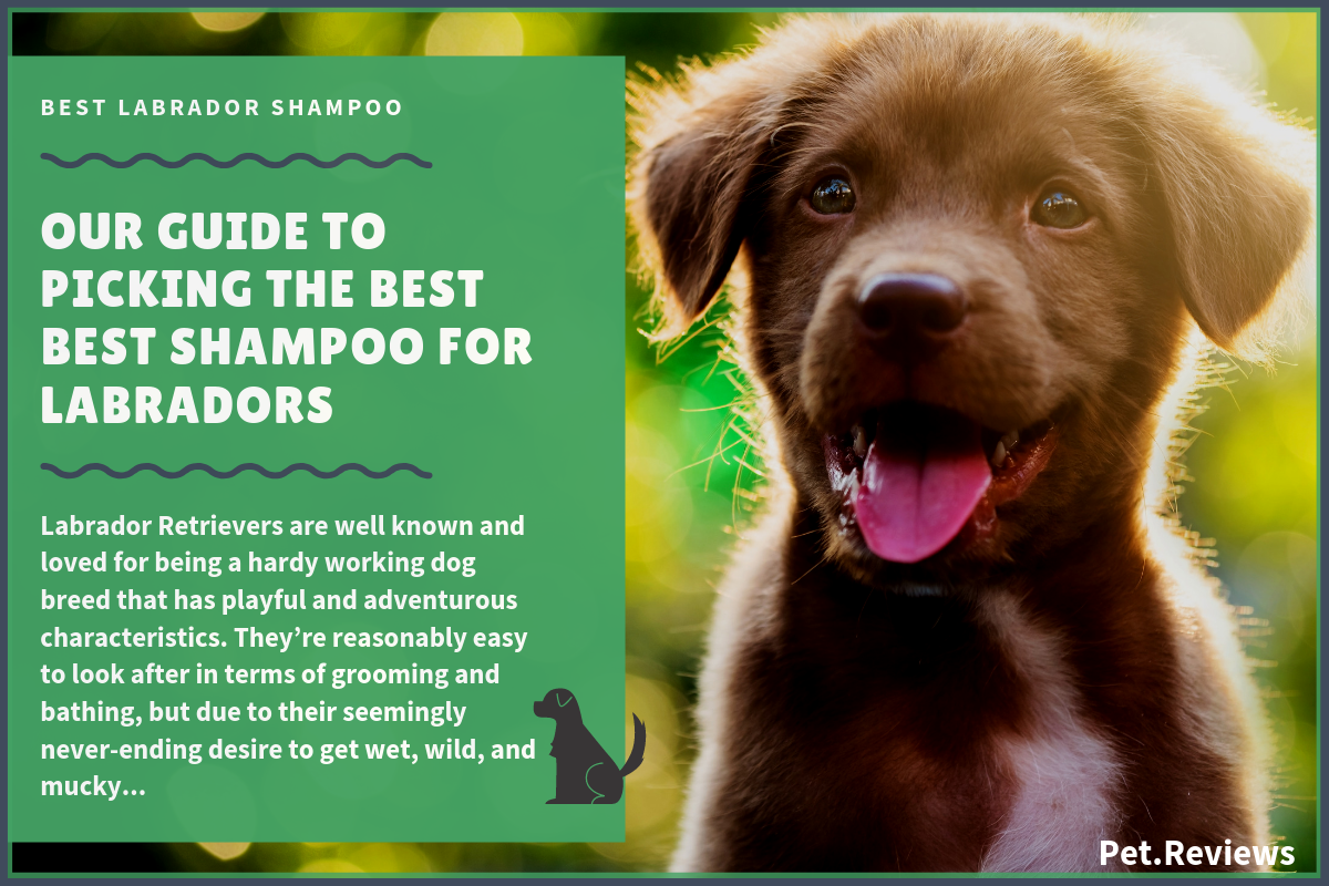 6 Best Dog Shampoos And Conditioners For Labrador Retrievers In 2021