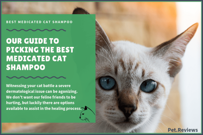 7 Best Medicated Cat Shampoo With Our 2023 Budget-Friendly Pick
