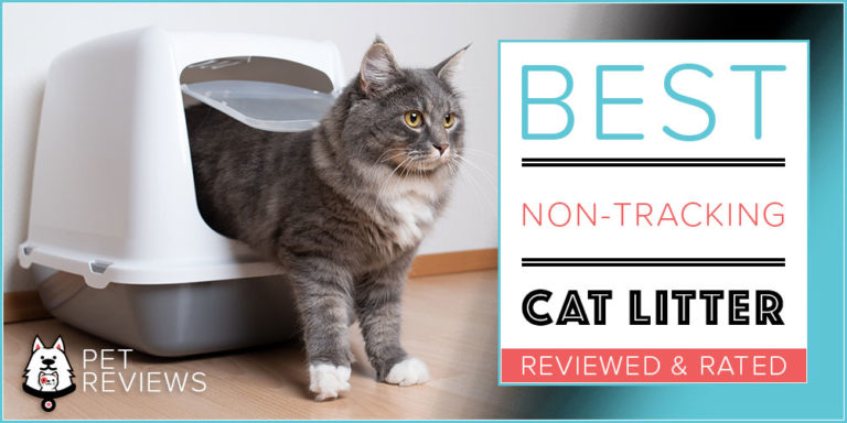 7 Best Non-Tracking Cat Litter With Our 2022 Budget-Friendly Pick