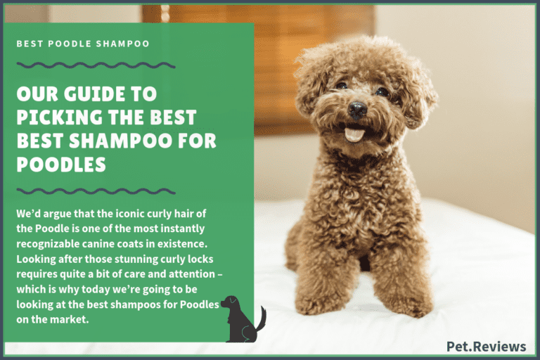 6 Best Dog Shampoos & Conditioners For Poodles in 2022