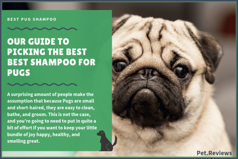 6 Best Dog Shampoos & Conditioners For Pugs in 2023