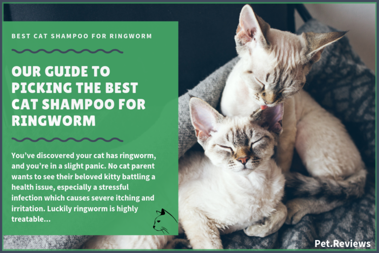 7 Best Ringworm Cat Shampoos With Our 2022 Budget-Friendly Pick