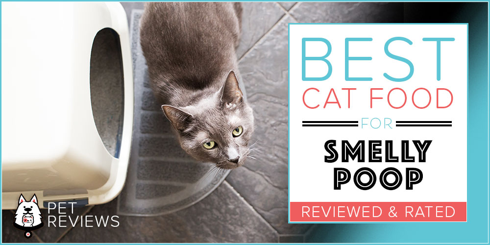 best dry cat food for smelly poop