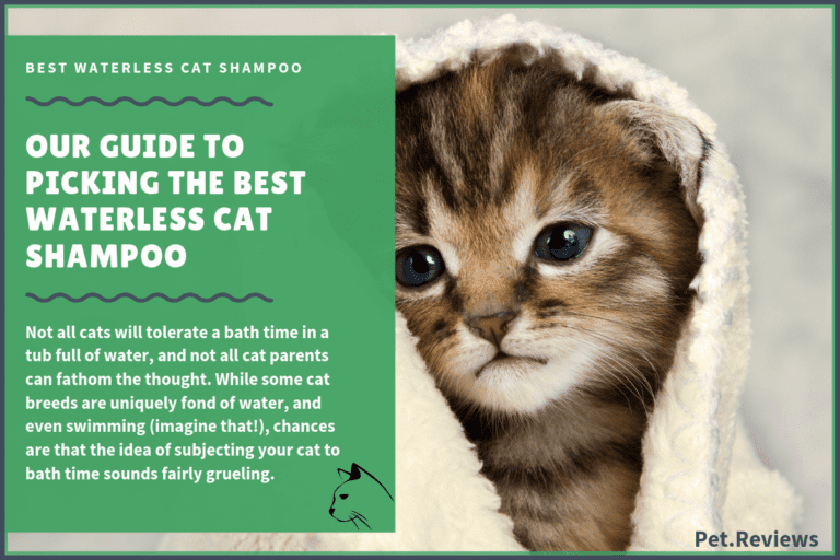 8 Best Waterless Cat Shampoos With Our 2022 Budget-Friendly Pick