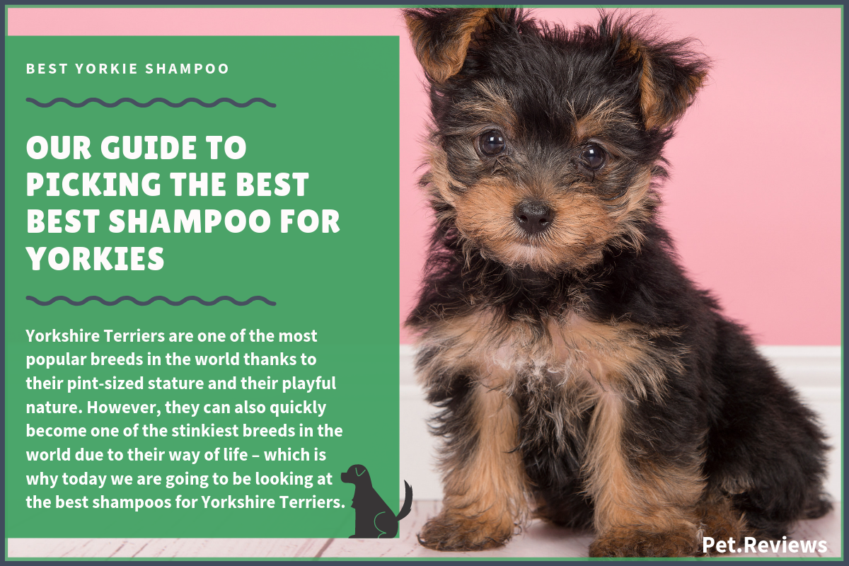 6 Best Dog Shampoos For Yorkshire 