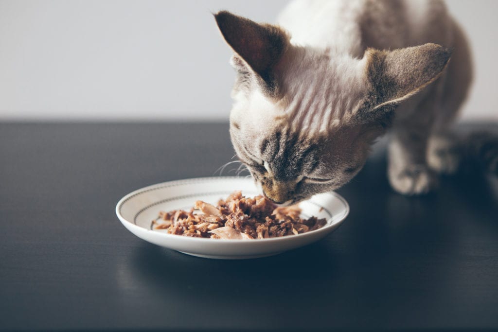best cat food for cats with bad teeth