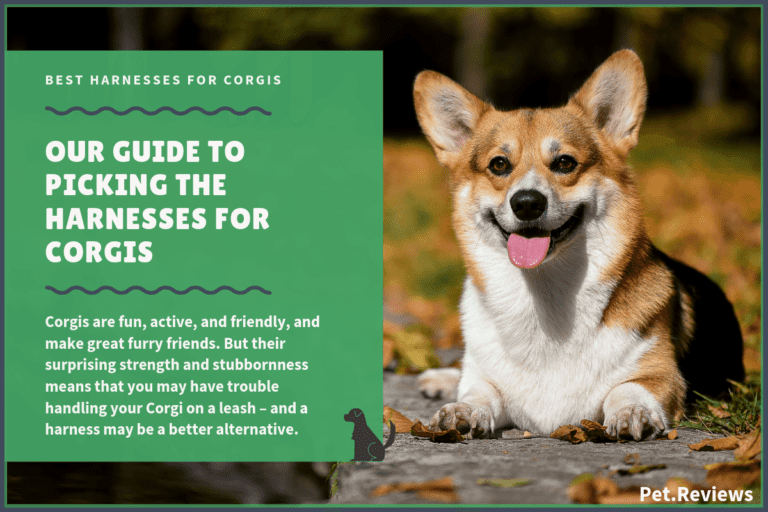 10 Best Harnesses for Corgis: Our Walking, Hiking & No Pull Picks