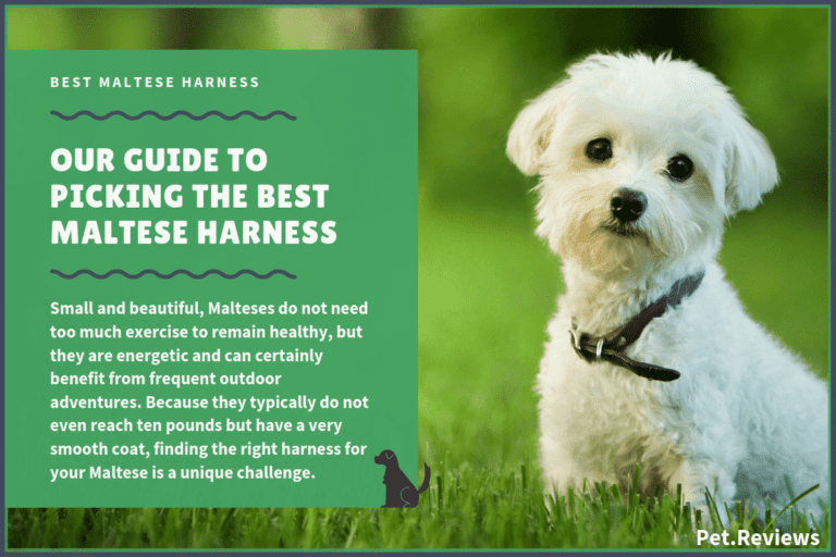9 Best Harnesses for Malteses: Our Walking, Hiking & No Pull Picks
