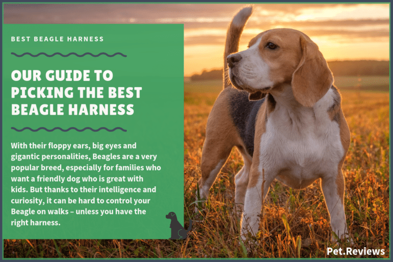 10 Best Harnesses For Beagles: Our Walking, Hiking & No Pull Picks