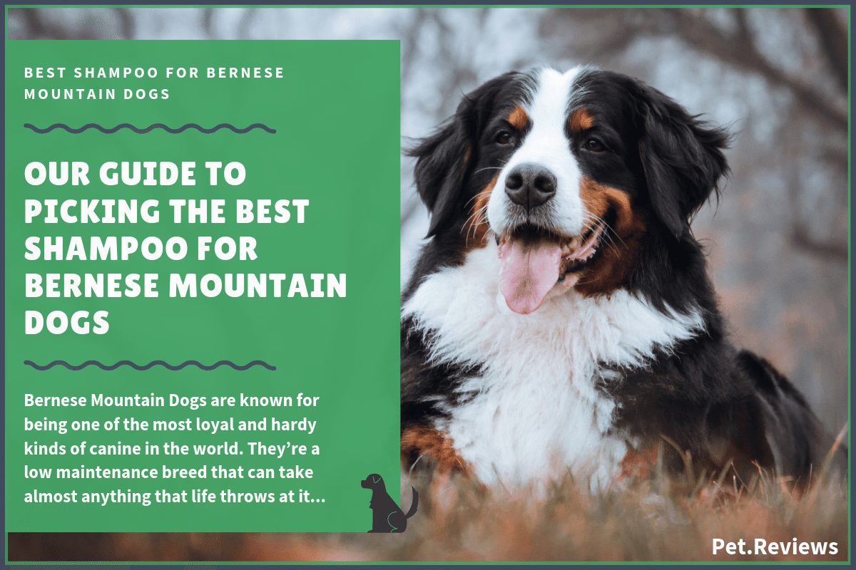 6 Best Dog Shampoos And Conditioners For Bernese Mountain Dogs