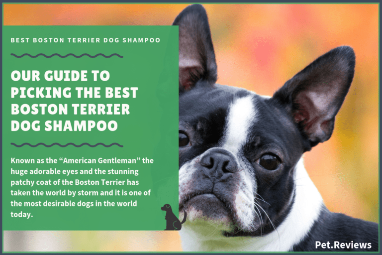 6 Best Dog Shampoos And Conditioners For Boston Terriers in 2022