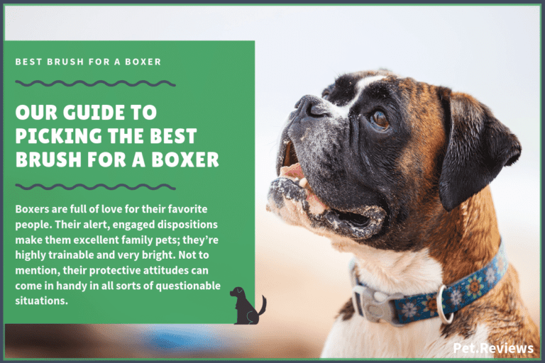 9 Best Brushes for Boxers: Our 2023 Boxer Brush Guide