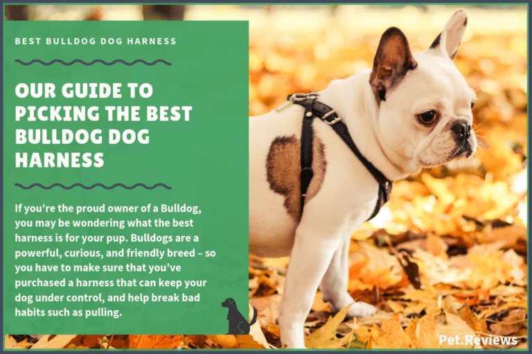 9 Best Harnesses for Bulldogs: Our Walking, Hiking & No Pull Picks