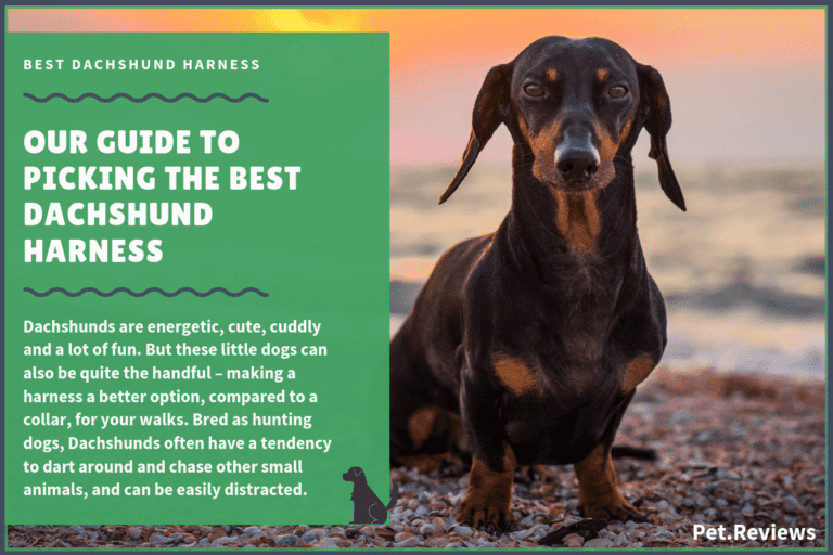 10 Best Harnesses for Dachshunds: Our Walking, Hiking & No Pull Picks