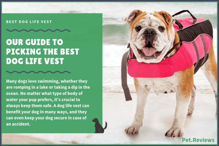 7 Best Dog Life Vests With Our 2022 Budget-Friendly Pick