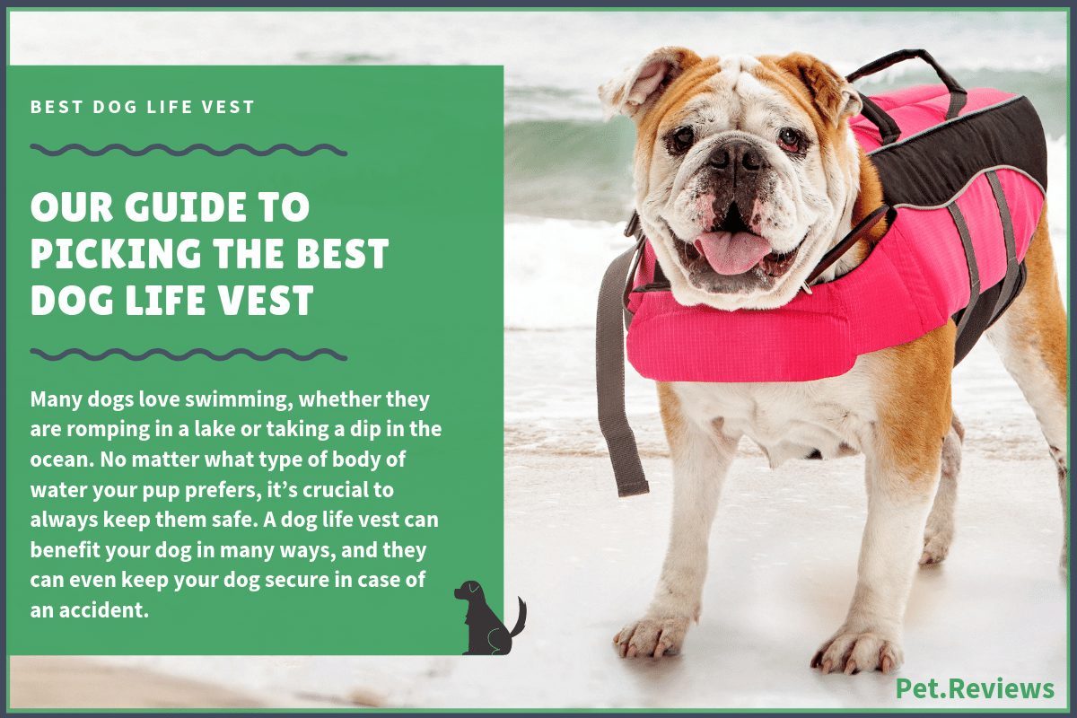 best dog life vest (1)