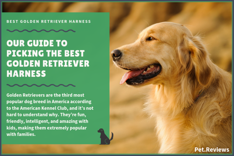 10 Best Harnesses for Golden Retrievers: Our Walking & No Pull Picks