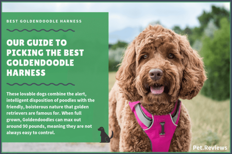 9 Best Harnesses for Goldendoodles: Our Walking and No Pull Picks