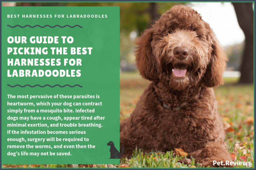 best harness for labradoodles (1)