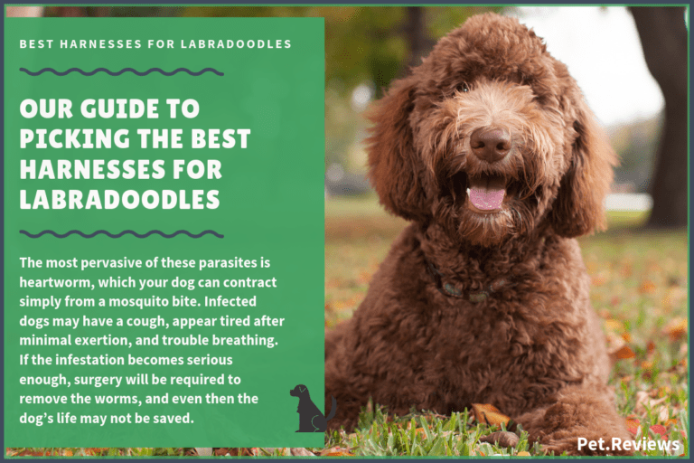 9 Best Harnesses for Labradoodles: Our Walking, Hiking & No Pull Picks