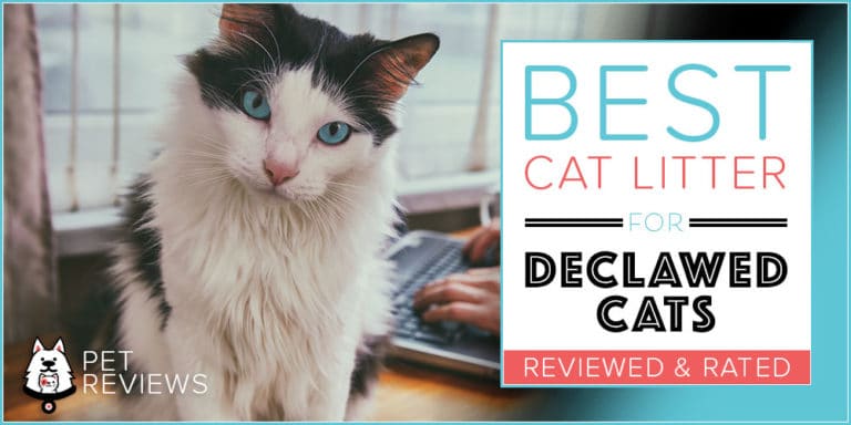 7 Best Cat Litters for Declawed Cats With Our 2023 Budget-Friendly Pick