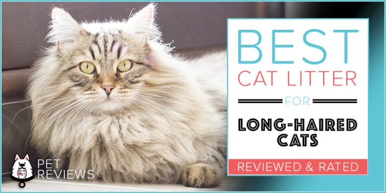 8 Best Cat Litters for Long Haired Cats With Our 2023 Budget-Friendly Pick