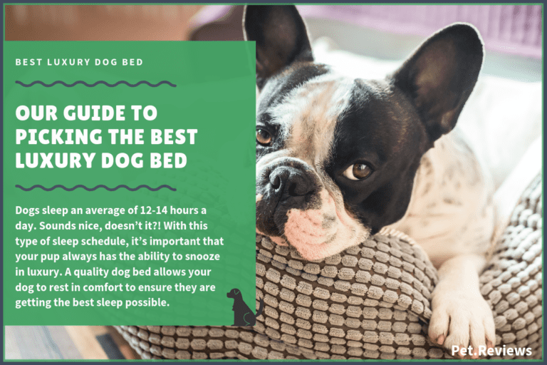 7 Best Luxury (Fancy) Dog Beds With Our 2022 Budget-Friendly Pick