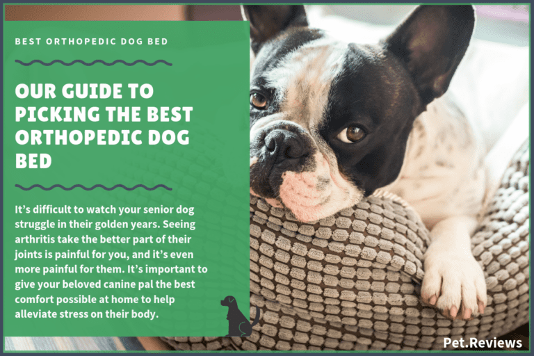 7 Best Orthopedic Dog Beds With Our 2022 Budget-Friendly Pick