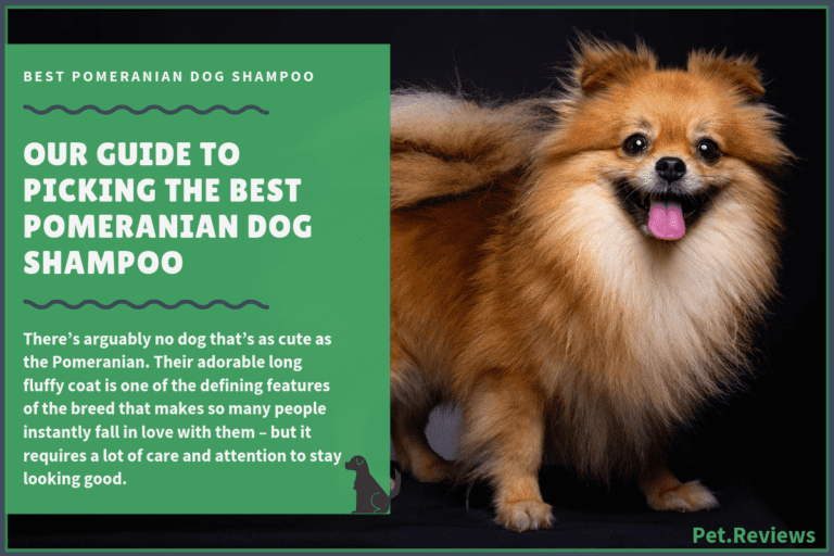 6 Best Dog Shampoos And Conditioners For Pomeranians in 2022