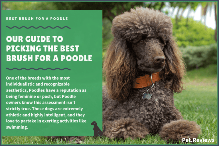9 Best Brushes for Poodles: Our 2022 Poodle Brush Guide