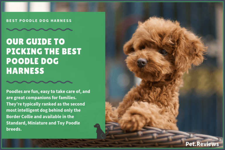 11 Best Harnesses For Poodles: Standard and Miniature Poodles Picks