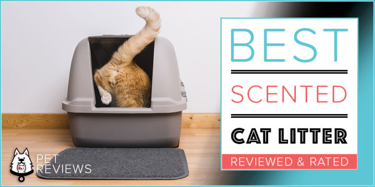 7 Best Scented Cat Litters With Our 2023 Budget-Friendly Pick