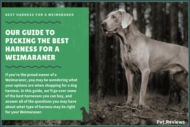 9 Best Harnesses for Weimaraners: Our Walking, Hiking & No Pull Picks